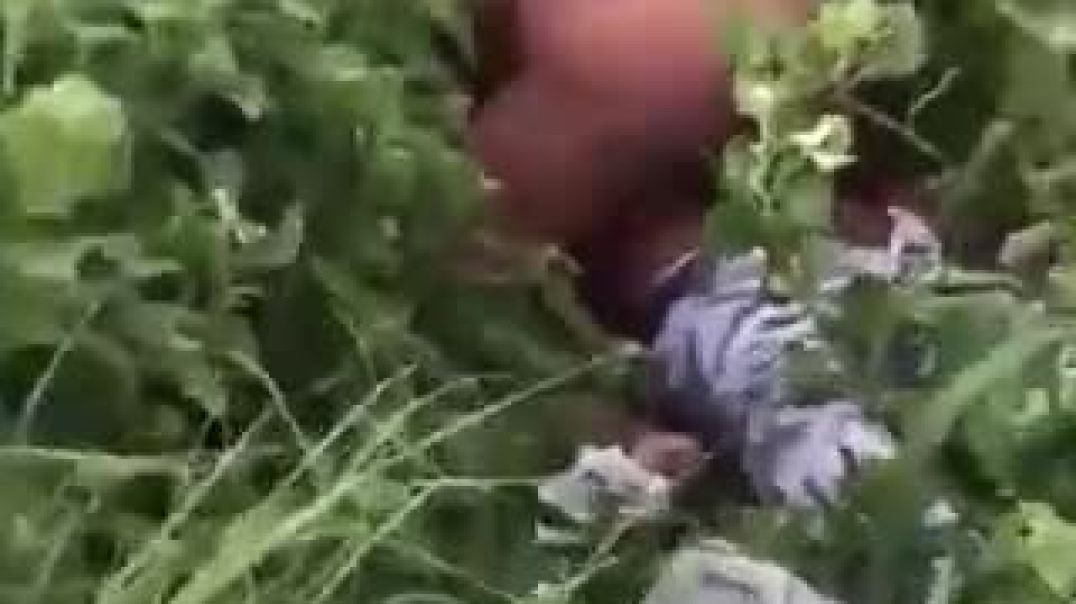 Eating big ass magosha in the bushes