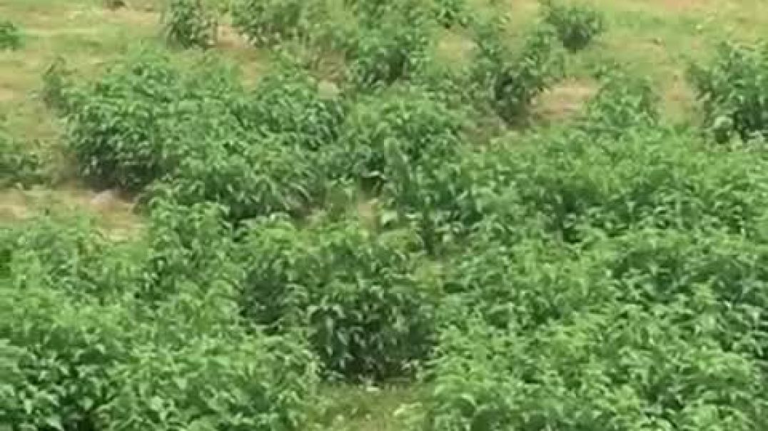⁣african man fucking a goat,,, shame