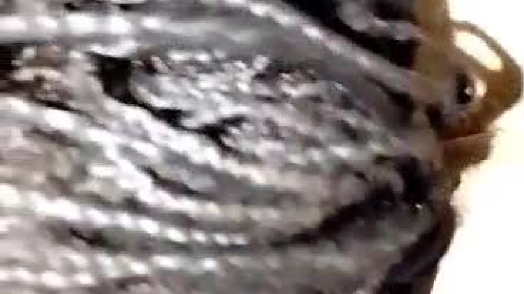 Fucking Mozambican girl